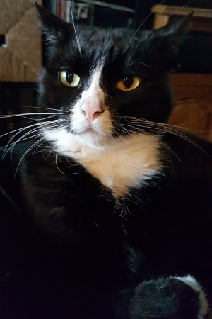 Brutus Bøllefrø