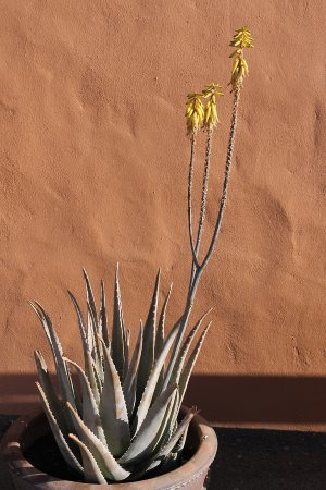 Fuerteventura