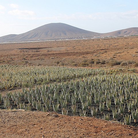 37-Fuerteventura