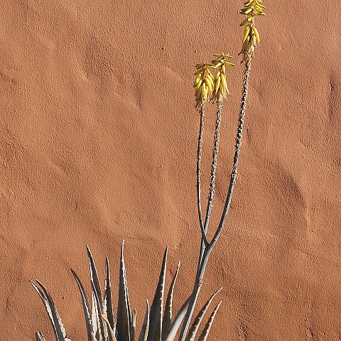 40-Fuerteventura