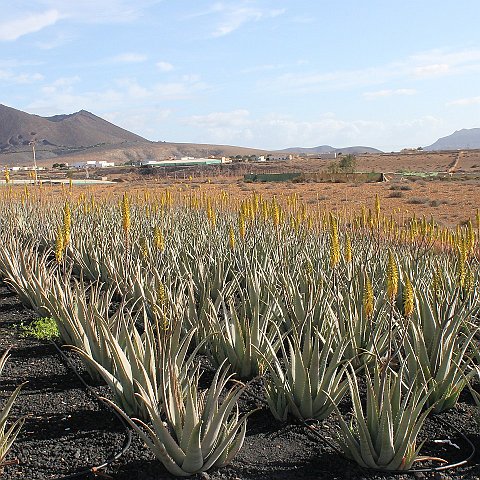 41-Fuerteventura