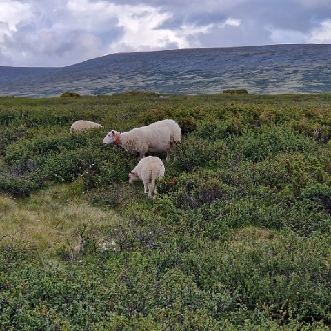 41 Rondane