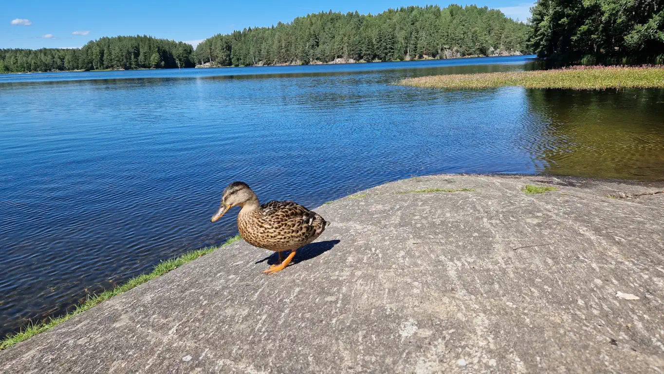 Katisa bålplass ved Nøklevann