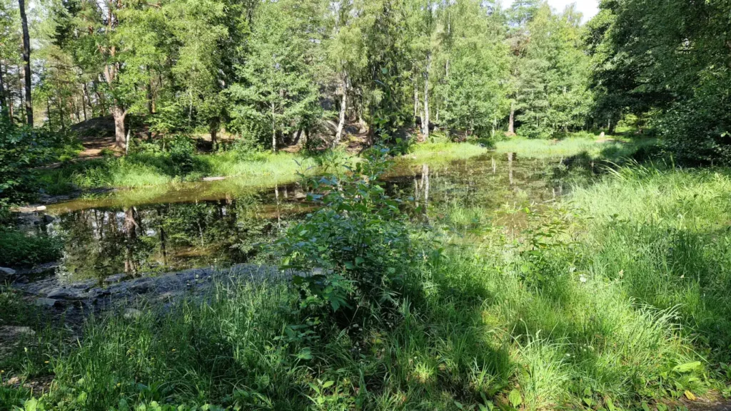 Tjernet Svarta i Brannfjellskogen