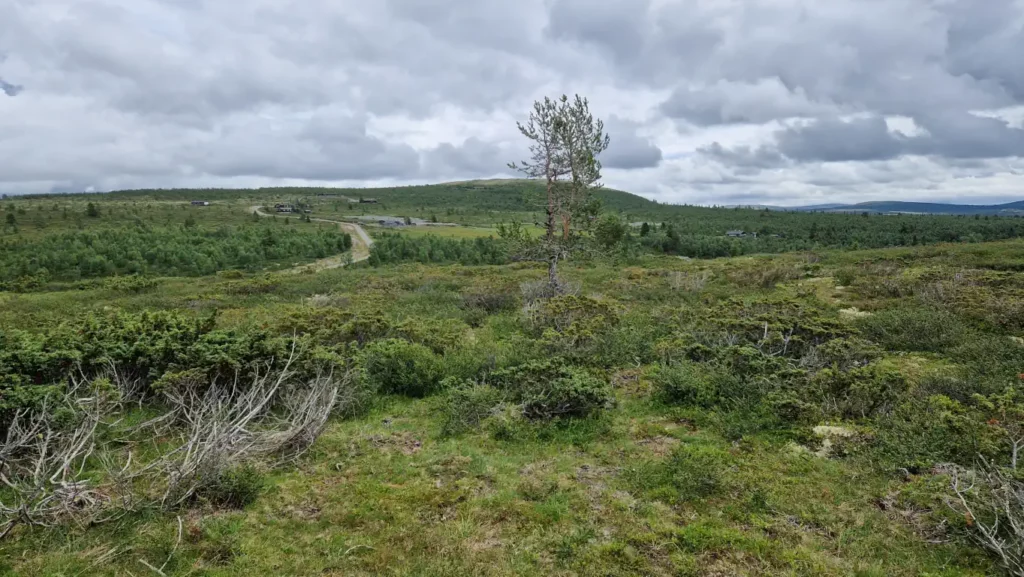 Veslefjellvegen