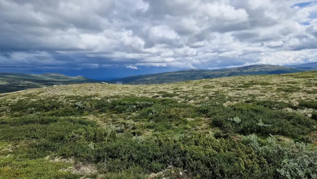 Moskussafari på Dovrefjell