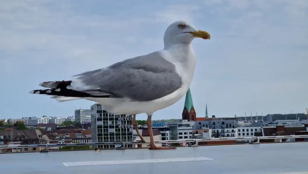 Måke i Kiel