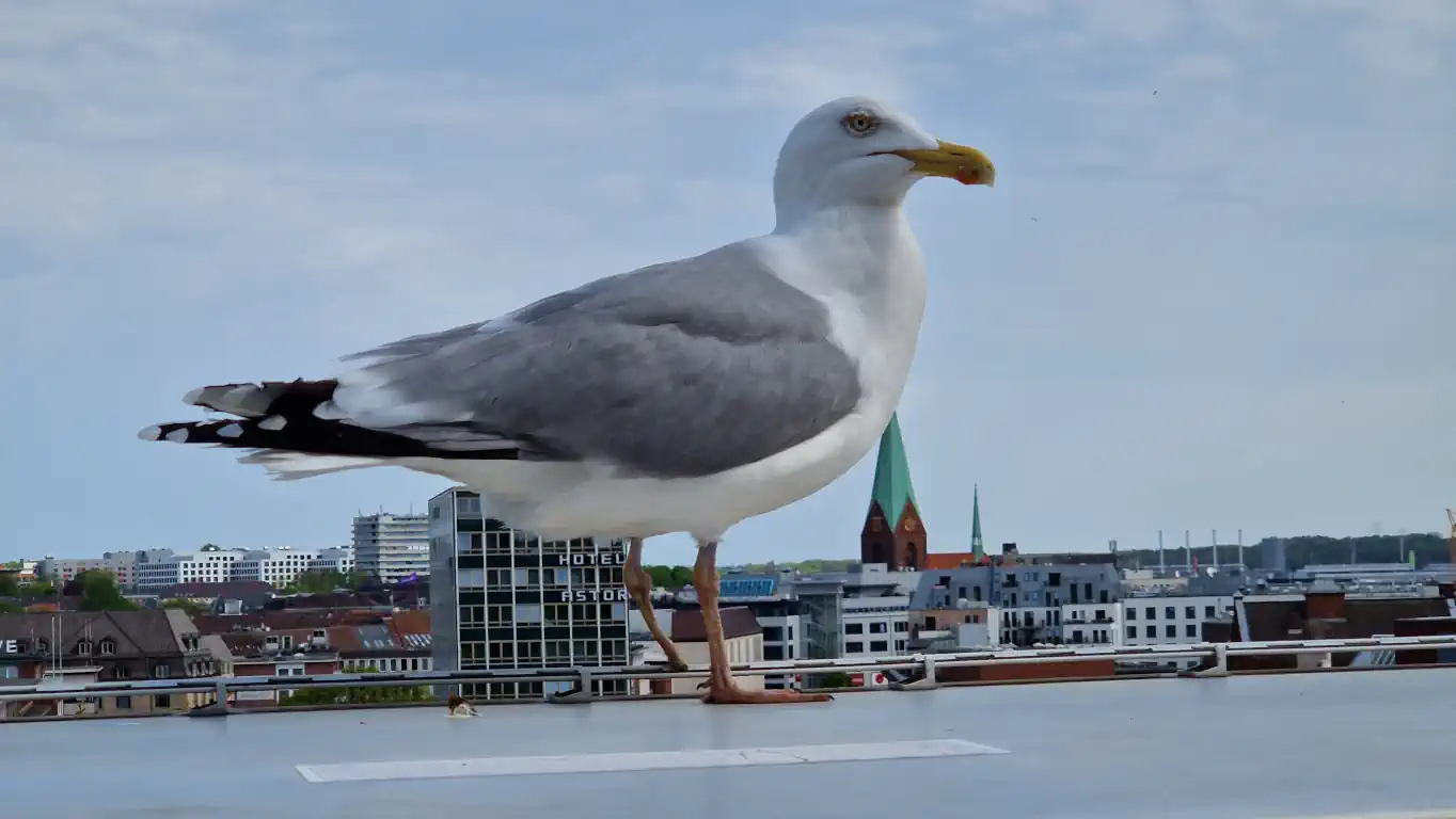 Vår i Kiel