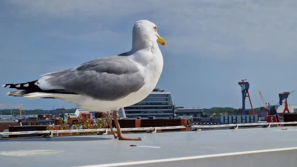 Kiel-havna (German Naval Yards)