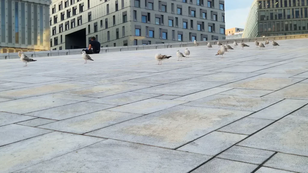 Måker utenfor Operaen